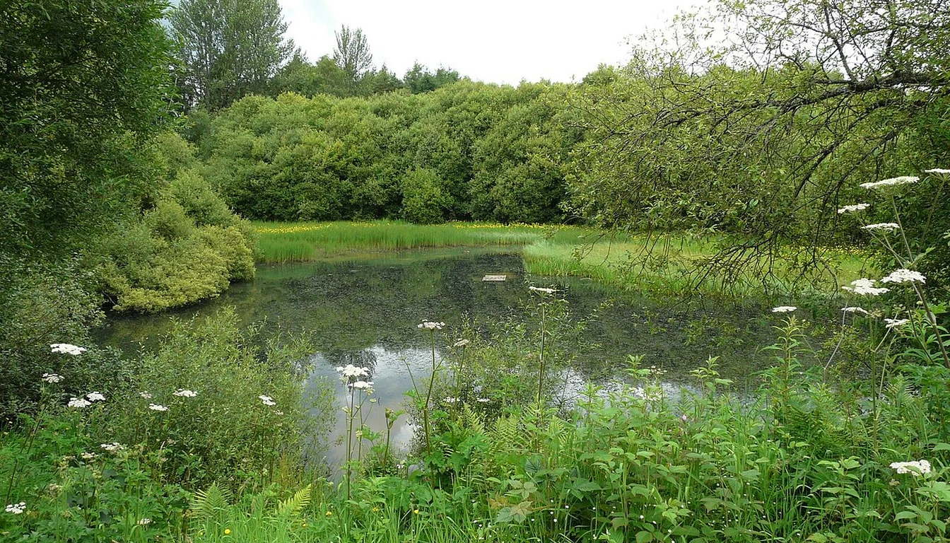 Trees reflected in a pond at Doune Ponds Nature Reserve